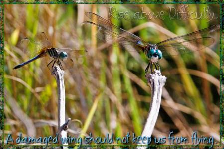 Rise above Difficulties